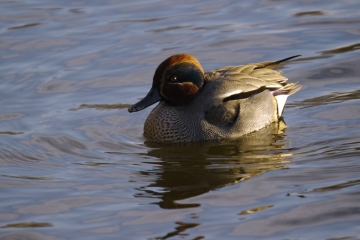 Bewick's Swan return, White-rumped Sandpiper continues and a Spoonbill